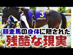 【競馬】なぜ最強の馬ほど突然消えるのか。競走馬の身体に隠された残酷な現実