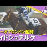 ワイドシュテルケが人気に応えてデビュー勝ち！藤岡佑介騎手「課題らしい課題が見当たりません」2025年12月21日(日)２歳新馬　阪神芝1200m　実況：石田一洋【カンテレ公式】