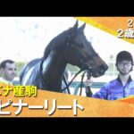 8番人気のスピナーリートが逃げ切ってデビュー勝ち!ジェルー騎手JRA初勝利「スッといい位置を取れた」2025年12月20日(土)2歳新馬 阪神芝1600m 実況:石田一洋【カンテレ公式】