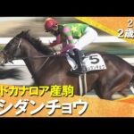 キシダンチョウが外から鋭く伸びてデビュー勝ち！高杉吏麒騎手「よく勝ち切ってくれたと思います」2025年12月28日(日)２歳新馬　阪神芝1600m　実況：岡安譲【カンテレ公式】