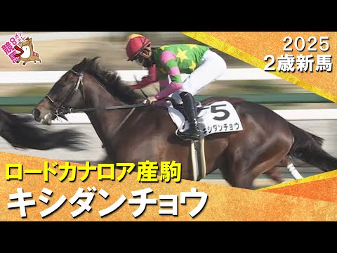 キシダンチョウが外から鋭く伸びてデビュー勝ち！高杉吏麒騎手「よく勝ち切ってくれたと思います」2025年12月28日(日)２歳新馬　阪神芝1600m　実況：岡安譲【カンテレ公式】