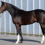 【2歳新馬】ラヴズオンリーユーの初子ラヴズプレミアム、ひっそりと大敗…