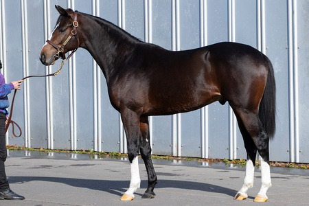 【2歳新馬】ラヴズオンリーユーの初子ラヴズプレミアム、ひっそりと大敗…