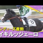 単勝170.6倍13番人気のタイキルッジェーロがデビュー勝ち！斎藤新騎手「センスで勝ち切ってくれました」2026年1月4日(日)３歳新馬　京都芝1800m　実況：川島壮雄【カンテレ公式】