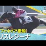 ファンディーナの子クリスレジーナが逃げて快勝！鮫島克駿騎手「無事にいってほしいですね」2026年1月18日(日)３歳新馬　京都芝2000m　実況：服部優陽【カンテレ公式】