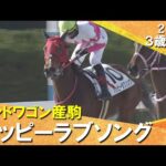 単勝４０倍超えの伏兵ハッピーラブソングがデビュー勝ち！高杉吏麒騎手「地力で踏ん張ってくれた」2026年1月11日(日)３歳新馬　京都ダート1800m　実況：服部優陽【カンテレ公式】