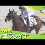 ナダル産駒ティエラレイナが接戦を制しデビュー勝ち！岩田望来騎手「馬の力を信じていました」2026年2月1日(日)３歳新馬　京都ダート1400m　実況：服部優陽【カンテレ公式】