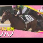 1番人気のハノハノがクビ差の争いを制しデビュー勝ち！ルメール騎手「芝でもいけそう」2026年2月15日(日)３歳新馬　京都ダート1200m　実況：川島壮雄【カンテレ公式】