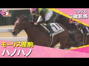 1番人気のハノハノがクビ差の争いを制しデビュー勝ち！ルメール騎手「芝でもいけそう」2026年2月15日(日)３歳新馬　京都ダート1200m　実況：川島壮雄【カンテレ公式】
