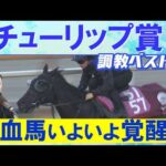 「活気がある！変わり身あり」アランカール、タイセイボーグ、ソルパッサーレ・・・競馬エイト・高橋賢司トラックマンの調教解説＜チューリップ賞(ＧⅡ)＞