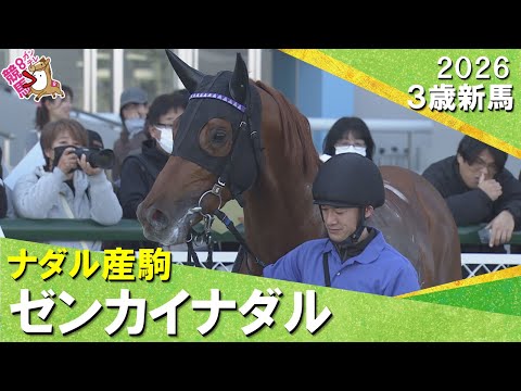 ゼンカイナダルが５馬身差で世代最後の新馬戦を快勝！庄野調教師「最後に勝てて良かった」2026年2月22日(日)３歳新馬　阪神ダート1400m　実況：服部優陽【カンテレ公式】